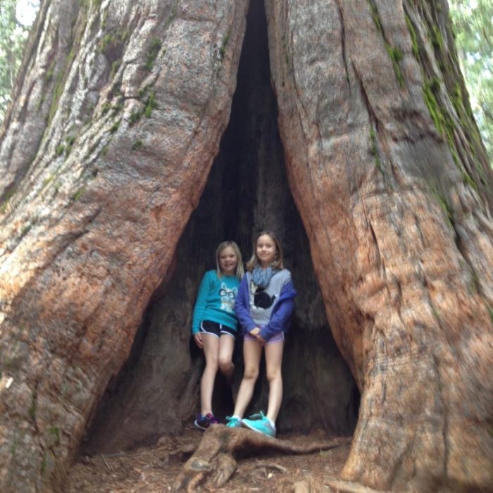 In the nook of a Big Tree